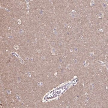 Anti-LIX1 antibody produced in rabbit Prestige Antibodies&#174; Powered by Atlas Antibodies, affinity isolated antibody, buffered aqueous glycerol solution