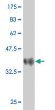 Monoclonal Anti-PCDHAC2 antibody produced in mouse clone 3D12, purified immunoglobulin, buffered aqueous solution