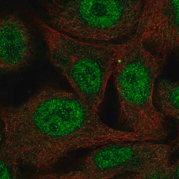 Anti-PAAF1 antibody produced in rabbit Prestige Antibodies&#174; Powered by Atlas Antibodies, affinity isolated antibody