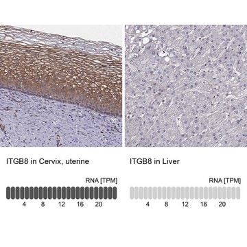 Anti-ITGB8 antibody produced in rabbit Prestige Antibodies&#174; Powered by Atlas Antibodies, affinity isolated antibody, buffered aqueous glycerol solution, ab2