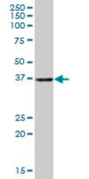 Anti-CIAPIN1 antibody produced in mouse purified immunoglobulin, buffered aqueous solution