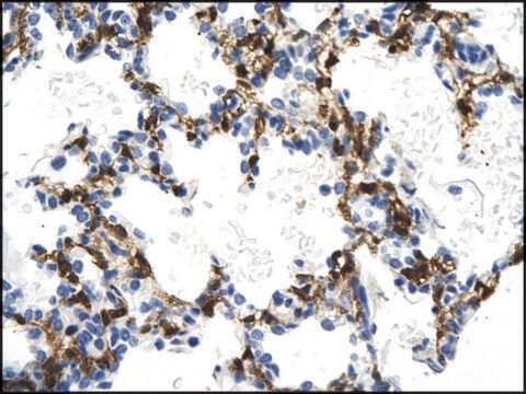 Anti-NMI antibody produced in rabbit affinity isolated antibody