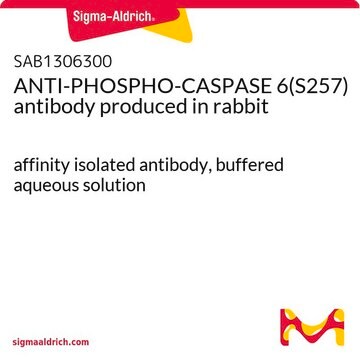 ANTI-PHOSPHO-CASPASE 6(S257) antibody produced in rabbit affinity isolated antibody, buffered aqueous solution