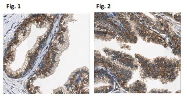 Anti-Kallikrein-13/KLK13 Antibody, clone 33.1 clone 33.1, from mouse