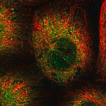 Anti-CEP89 antibody produced in rabbit Prestige Antibodies&#174; Powered by Atlas Antibodies, affinity isolated antibody, buffered aqueous glycerol solution