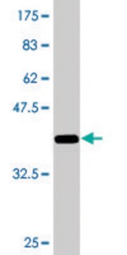 Monoclonal Anti-ZNF23 antibody produced in mouse clone 2D3, purified immunoglobulin, buffered aqueous solution