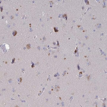 Anti-GPR148 antibody produced in rabbit Prestige Antibodies&#174; Powered by Atlas Antibodies, affinity isolated antibody, buffered aqueous glycerol solution