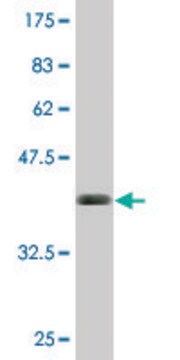 Monoclonal Anti-BST2, (C-terminal) antibody produced in mouse clone 3H4, purified immunoglobulin, buffered aqueous solution