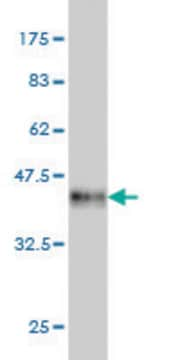 Monoclonal Anti-TESK2 antibody produced in mouse clone 5D1, purified immunoglobulin, buffered aqueous solution