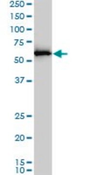 Monoclonal Anti-APPBP1 antibody produced in mouse clone 4E8-H3, purified immunoglobulin, buffered aqueous solution