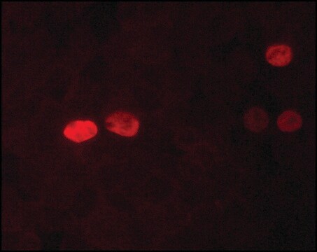 Monoclonal Anti-Nanog 小鼠抗 clone NNG-811, purified from hybridoma cell culture