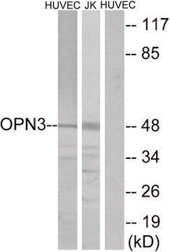 Anti-OPN3 antibody produced in rabbit affinity isolated antibody