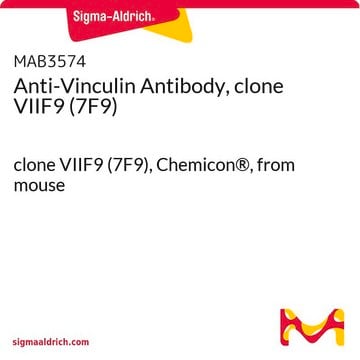 Anticuerpo anti-vinculina, clon VIIF9 (7F9) clone VIIF9 (7F9), Chemicon&#174;, from mouse