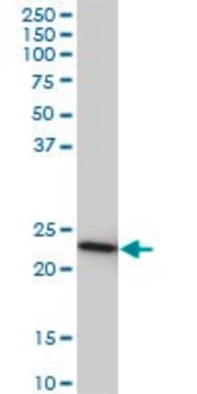 Monoclonal Anti-RRAS2 antibody produced in mouse clone 2D3-4B8, ascites fluid