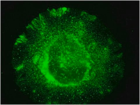 Anti-NOX4 Antibody from rabbit