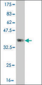 Monoclonal Anti-CLCA2 antibody produced in mouse clone 1B9, purified immunoglobulin, buffered aqueous solution