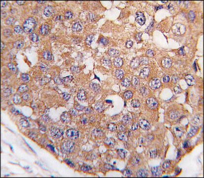 Anti-SNK (C-term) antibody produced in rabbit IgG fraction of antiserum, buffered aqueous solution