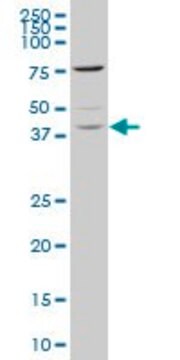 Monoclonal Anti-TAF7 antibody produced in mouse clone 3G6, purified immunoglobulin, buffered aqueous solution