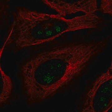 Anti-FOXL2NB antibody produced in rabbit Prestige Antibodies&#174; Powered by Atlas Antibodies, affinity isolated antibody