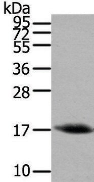 Anti-HCRT affinity isolated antibody