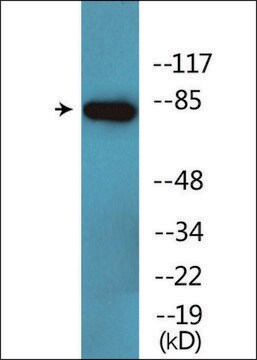 Anti-phospho-CD44 (pSer706) antibody produced in rabbit affinity isolated antibody