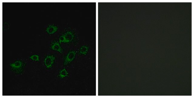 Anti-LILRA1 antibody produced in rabbit affinity isolated antibody