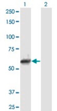 Anti-NEK11 antibody produced in mouse purified immunoglobulin, buffered aqueous solution