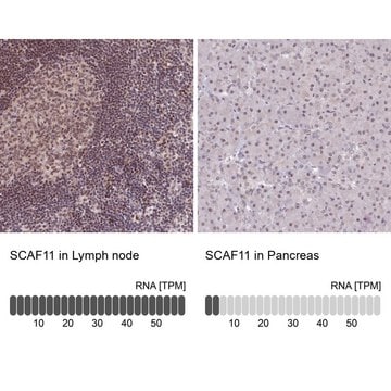 Anti-SCAF11 antibody produced in rabbit Prestige Antibodies&#174; Powered by Atlas Antibodies, affinity isolated antibody, buffered aqueous glycerol solution