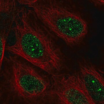 Anti-POLK antibody produced in rabbit Prestige Antibodies&#174; Powered by Atlas Antibodies, affinity isolated antibody