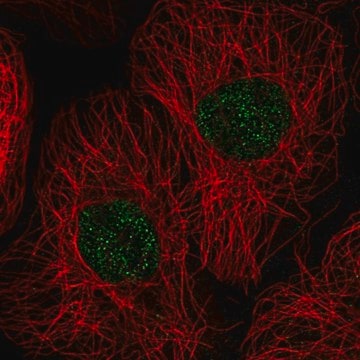 Anti-GSG2 antibody produced in rabbit Prestige Antibodies&#174; Powered by Atlas Antibodies, affinity isolated antibody