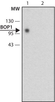 Monoclonal Anti-BOP1 antibody produced in rat ~1.0&#160;mg/mL, clone BOP 6H11, purified immunoglobulin, buffered aqueous solution