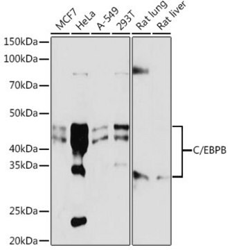 Anti-C/EBPB Antibody, clone 9W4A10, Rabbit Monoclonal