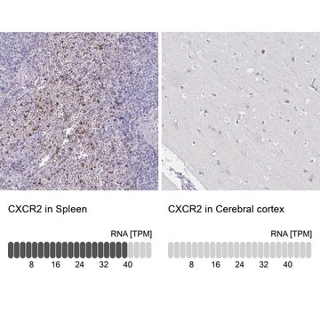 Anti-CXCR2 antibody produced in rabbit Prestige Antibodies&#174; Powered by Atlas Antibodies, affinity isolated antibody, buffered aqueous glycerol solution