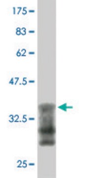 Monoclonal Anti-NR3C2 antibody produced in mouse clone 2B5, purified immunoglobulin, buffered aqueous solution