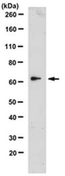 Anti-ACE2 Antibody, clone 4G5.1 clone 4G5.1, from mouse