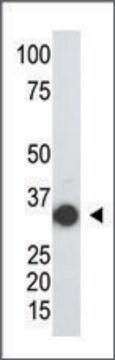 Anti-SULT2A (N-term) antibody produced in rabbit IgG fraction of antiserum, buffered aqueous solution