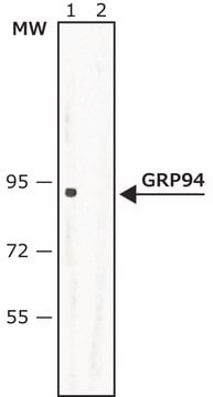 Anti-GRP94 (C-terminal) antibody produced in rabbit ~1&#160;mg/mL, affinity isolated antibody, buffered aqueous solution