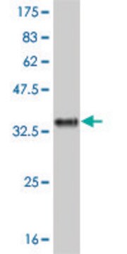 Monoclonal Anti-IL8 antibody produced in mouse clone 4F1, purified immunoglobulin, buffered aqueous solution