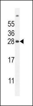 ANTI-FAT10(C-TERMINAL) antibody produced in rabbit affinity isolated antibody, buffered aqueous solution