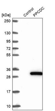 Anti-PPCDC antibody produced in rabbit Prestige Antibodies&#174; Powered by Atlas Antibodies, affinity isolated antibody, buffered aqueous glycerol solution