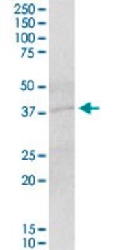 Anti-IER5 antibody produced in mouse purified immunoglobulin, buffered aqueous solution