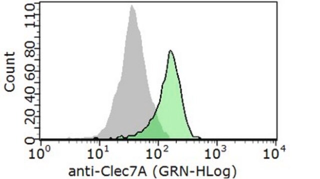 Anti-CLEC7A (Dectin-1) Antibody from rabbit, purified by affinity chromatography