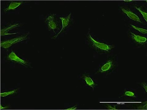 Monoclonal Anti-RBP7, (C-terminal) antibody produced in mouse clone 4F4, purified immunoglobulin, buffered aqueous solution