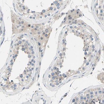 Anti-ZNF184 antibody produced in rabbit Prestige Antibodies&#174; Powered by Atlas Antibodies, affinity isolated antibody, buffered aqueous glycerol solution