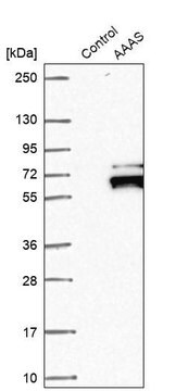 Anti-AAAS antibody produced in rabbit Prestige Antibodies&#174; Powered by Atlas Antibodies, affinity isolated antibody, buffered aqueous glycerol solution