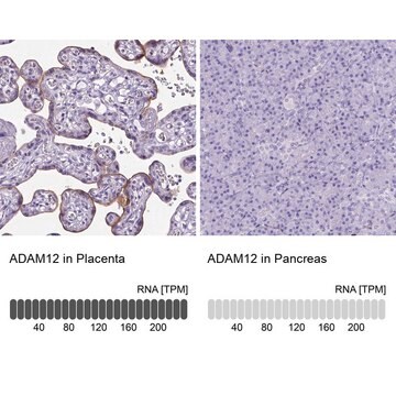 Anti-ADAM12 antibody produced in rabbit Prestige Antibodies&#174; Powered by Atlas Antibodies, affinity isolated antibody, buffered aqueous glycerol solution