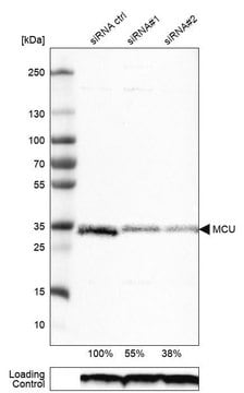 Monoclonal Anti-MCU antibody produced in mouse Prestige Antibodies&#174; Powered by Atlas Antibodies, clone CL3576, purified immunoglobulin