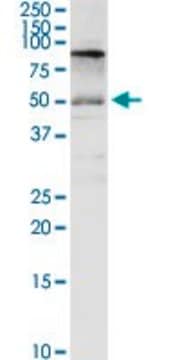 Anti-SLC3A2 antibody produced in rabbit IgG fraction of antiserum, buffered aqueous solution