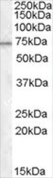 Anti-MEPCE antibody produced in goat affinity isolated antibody, buffered aqueous solution