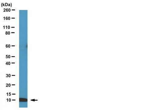 Anti-BAF (BANF1) Antibody serum, from rabbit